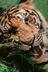 shallow focus photography of tiger photo