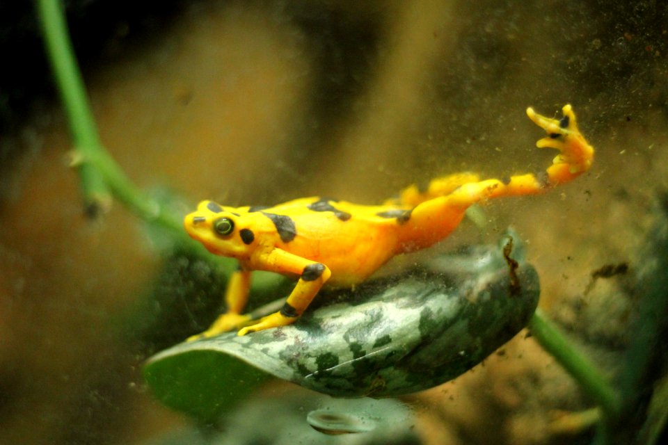 Yellow, Black, Life