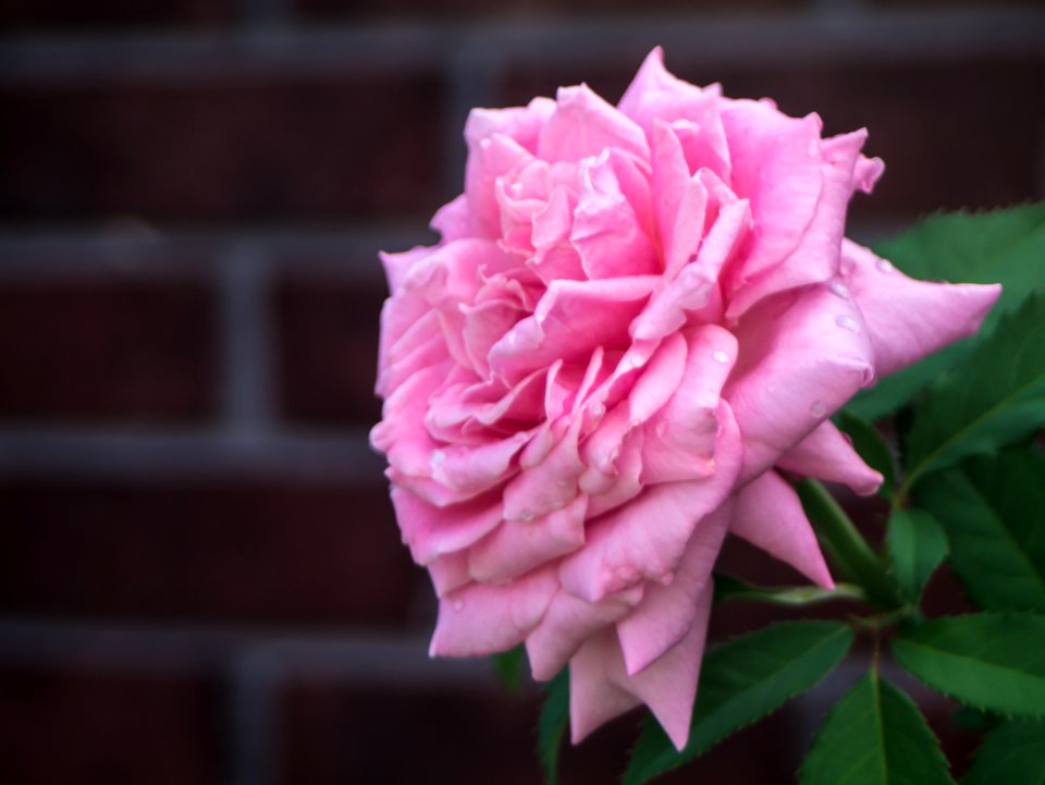 Brick Walland, Pink, Rose