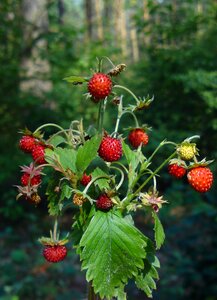 Berry forest plant