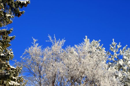 Trees, Gurusoft, Sky