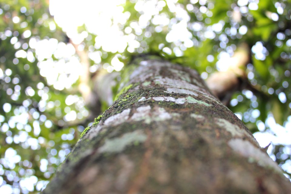 Lemahsugih, Indonesia, Tree