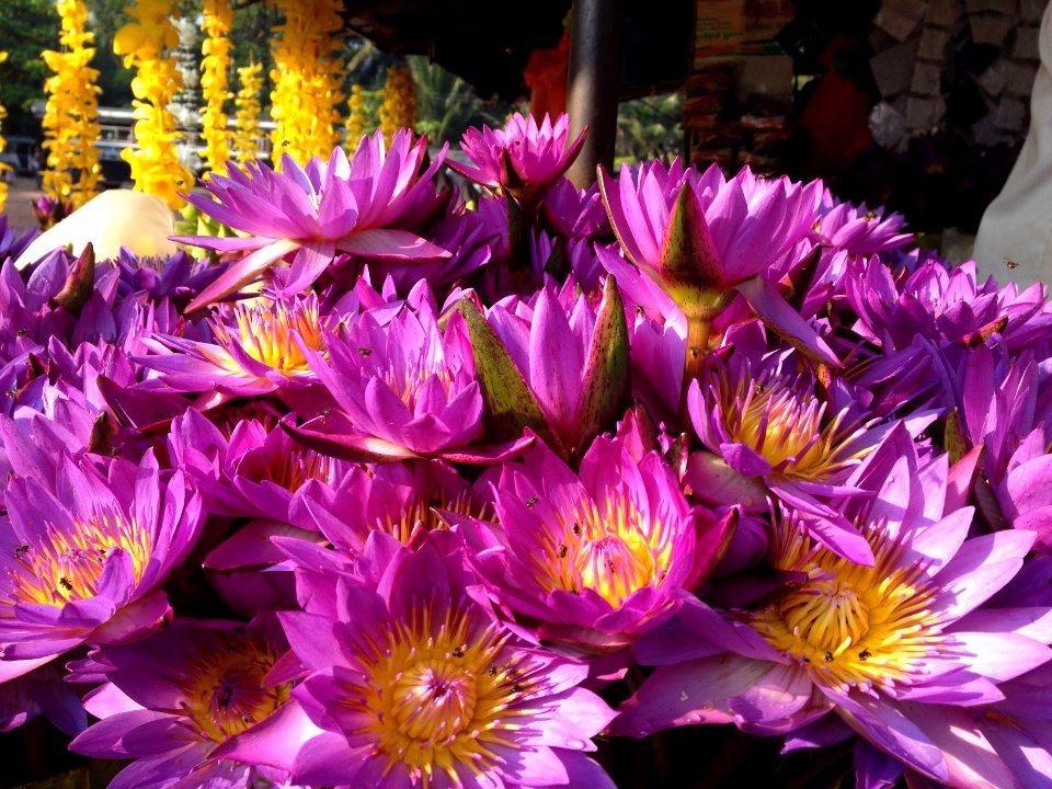 Sri lanka, Nawagamuwa, Temple