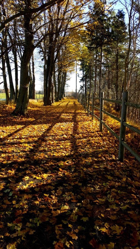 Bible hill, Canada, Woods