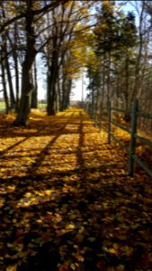 Bible hill, Canada, Woods