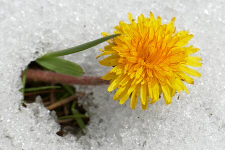 Snow spring yellow