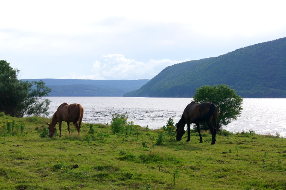 Nouvellecosse, Canada, Horses