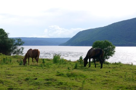 Nouvellecosse, Canada, Horses