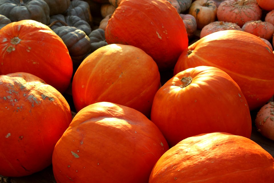 Hillsboro high school, Nashville, Pumpkin patch