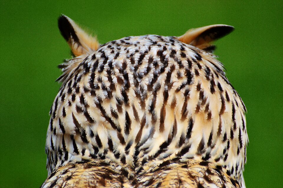 Feather eagle owl animals
