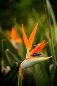 Kauai, United states, Tropical
