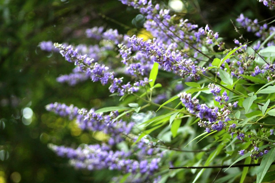 Richmond, United states, Purple