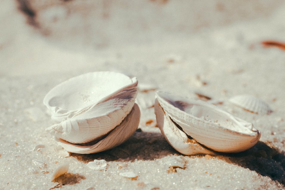 Saintpete, Shell, Beach