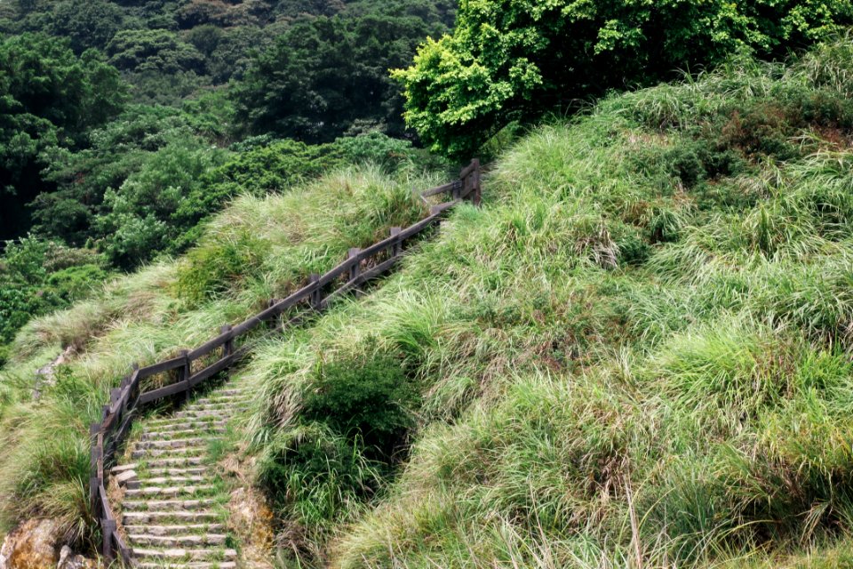 Yangmingshan national park, Taiwan, Forest