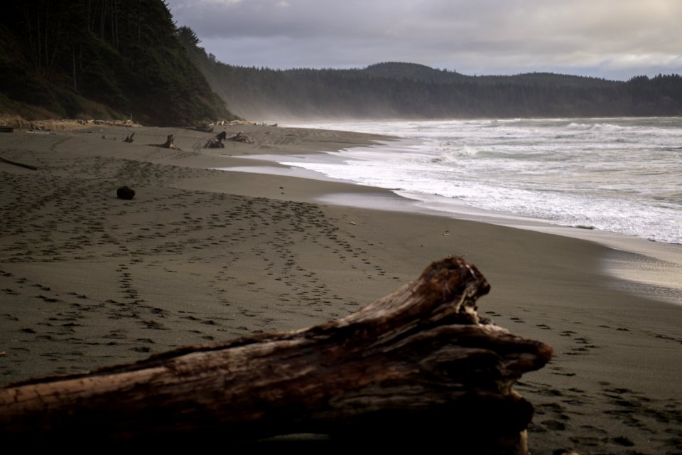 Trees, Beach, Waves