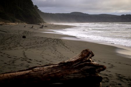 Trees, Beach, Waves