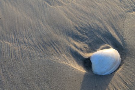 Langebaan, South africa, Sea shell