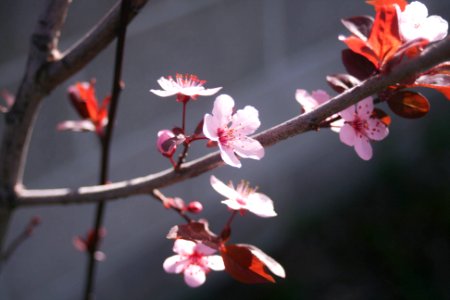 Tree, Spring, Blossom