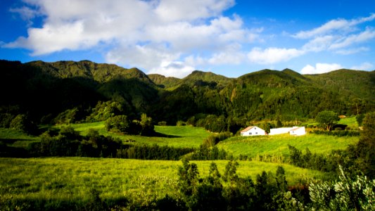 Azores, Portugal, Cow