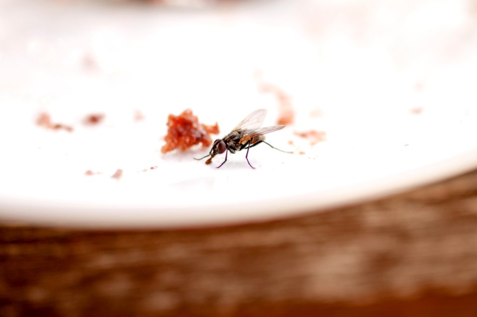 Housefly, Stubenfliege