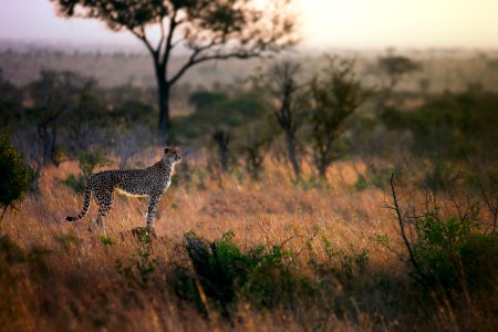 South africa, Crocodile bridge camp road, Kruger park