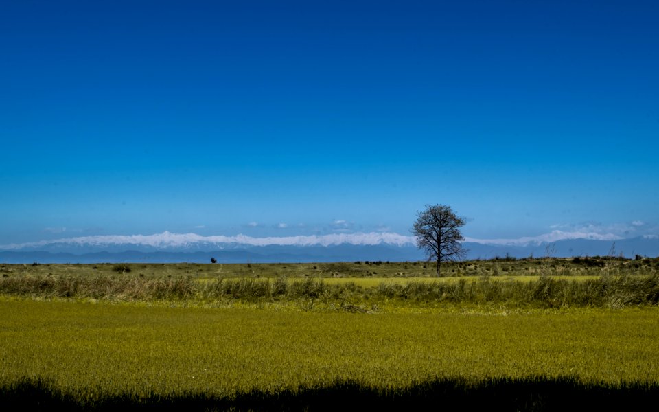 Sialkot, Pakistan, Bushes