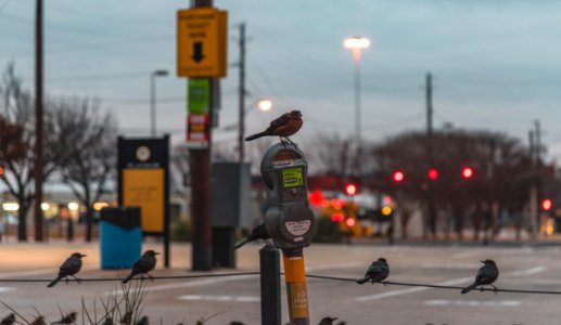 Dallas, United states, Day
