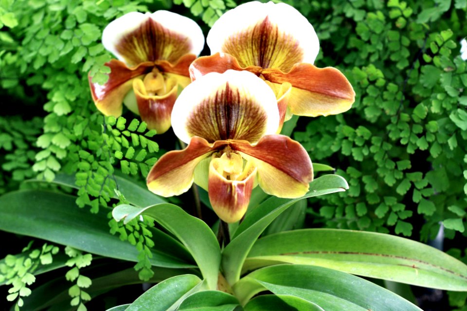 Volunteer park conservatory, Seattle, United states