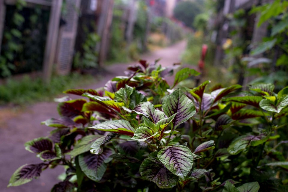 Boston, Berkeley community garden, United states