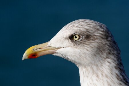 Sea seagull gull photo