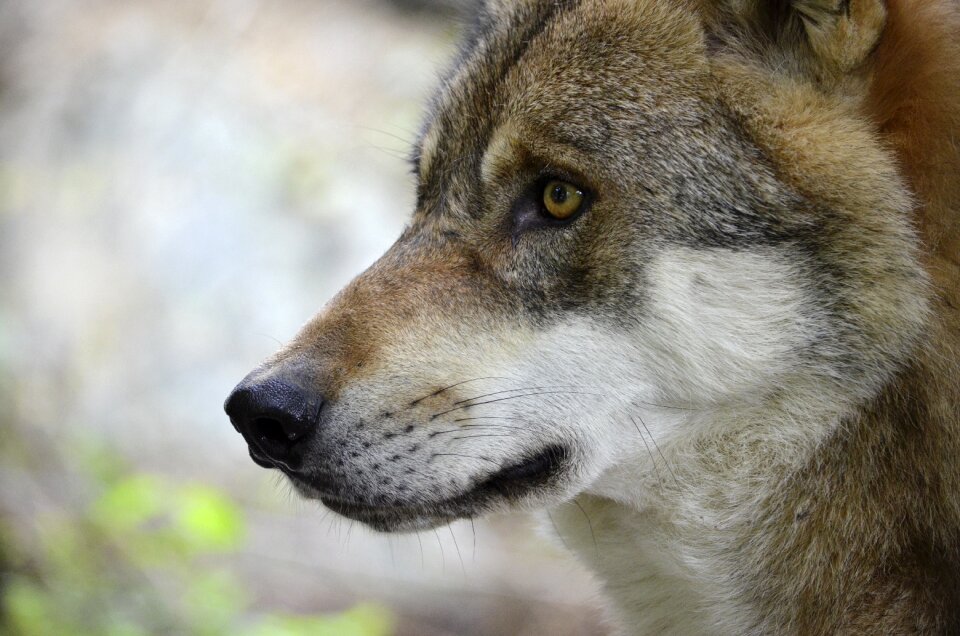 Portrait close up creature