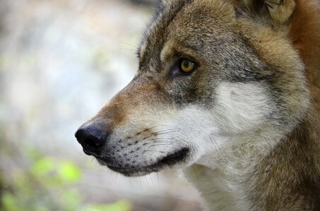 Portrait close up creature