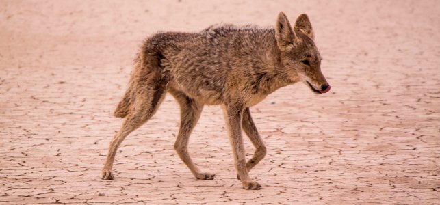 coyote walking on desert during daytime photo