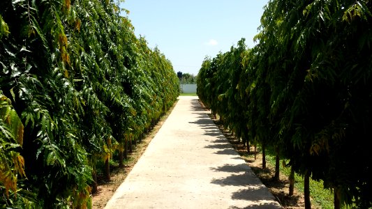 Happy Island, Garden sokoto, Sokoto
