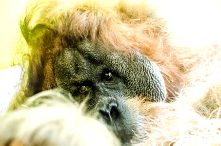 brown orangutan photo