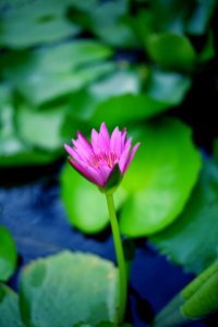 Ko samui, Thailand, Lotus