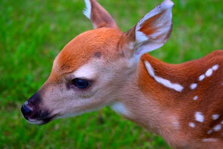 photography of brown deer photo