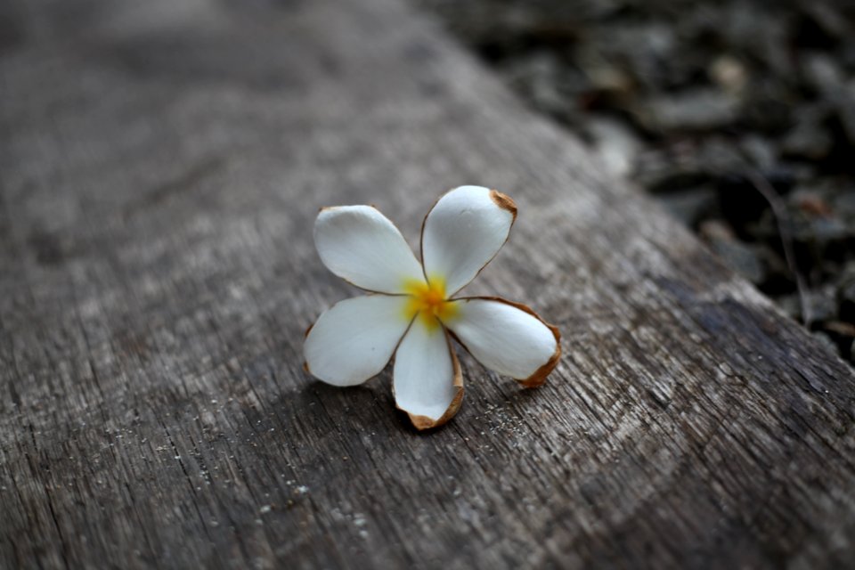Sri lanka, Talpe, Fallen