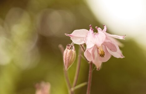 Pink flower pink flowers petals photo