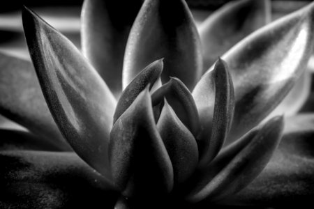 Monochrome, Black white, Plants photo