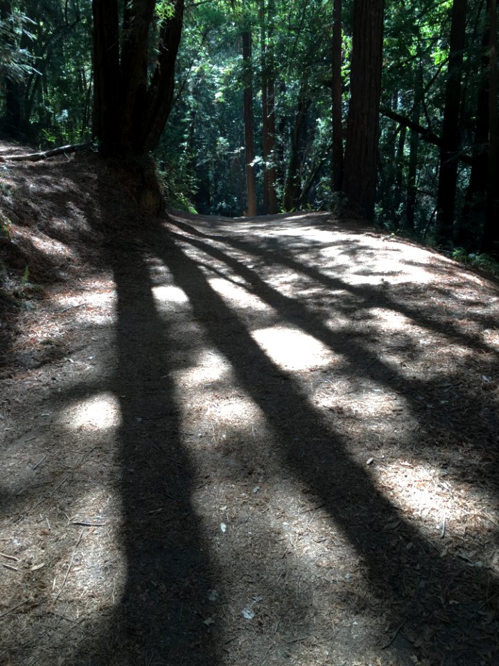 Oakl, California, United states