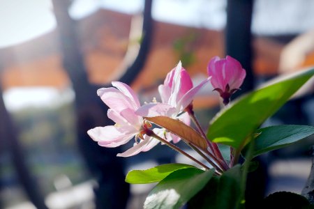 Spring, Garden, Flower