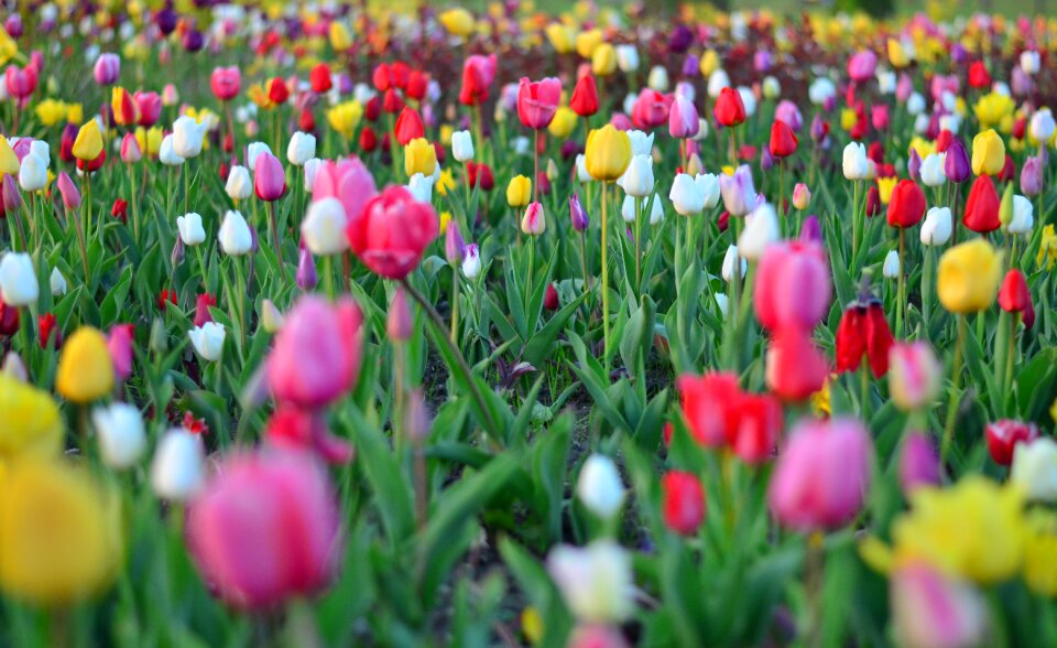 Nature spring plant