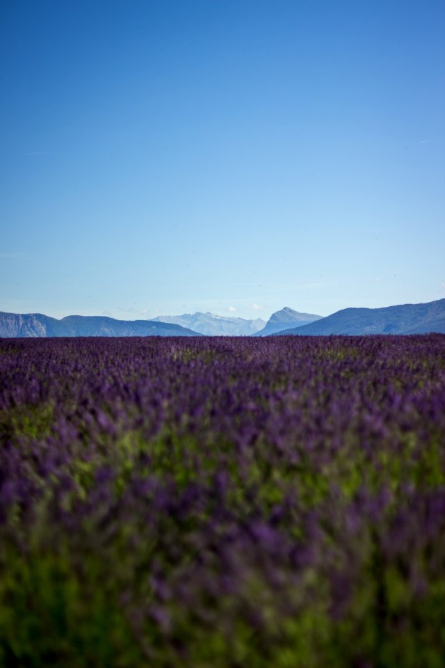 purple lavender field overlooking mountains during daytime