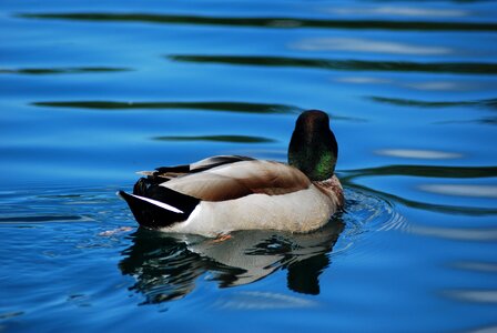 Duck mallard lake