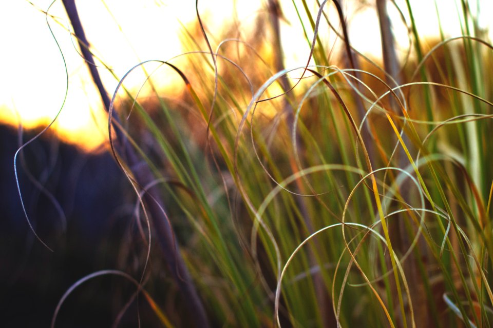 green tall grasses