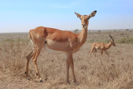 Kenya, National park, Nairobi
