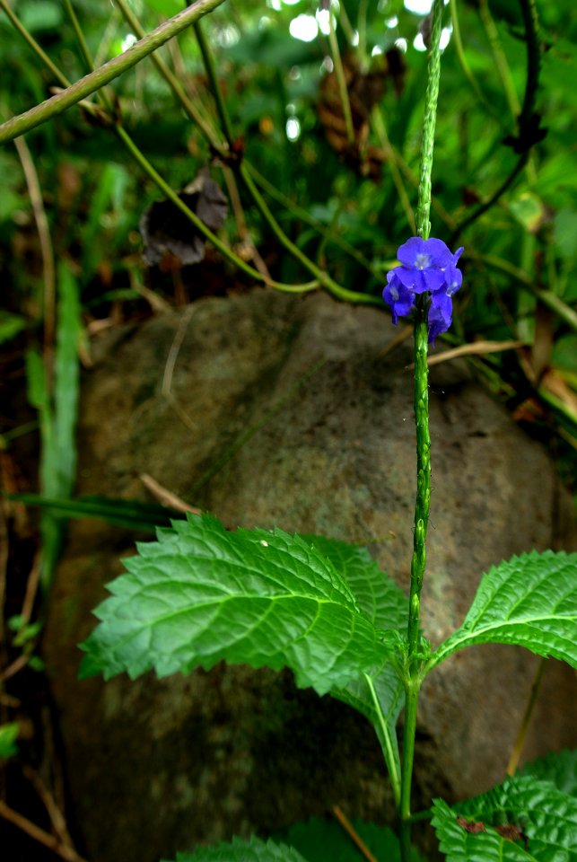 Leaves, Nature, Blue