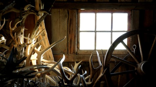 beige and brown deer antlers stacked near brown wooden carriage wheel inside room at daytime photo