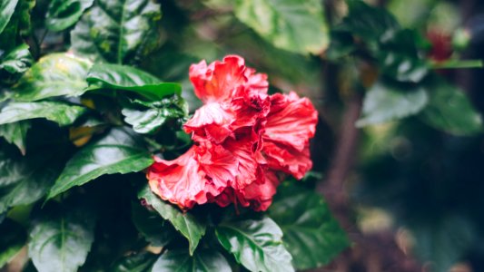 Nature, Flower